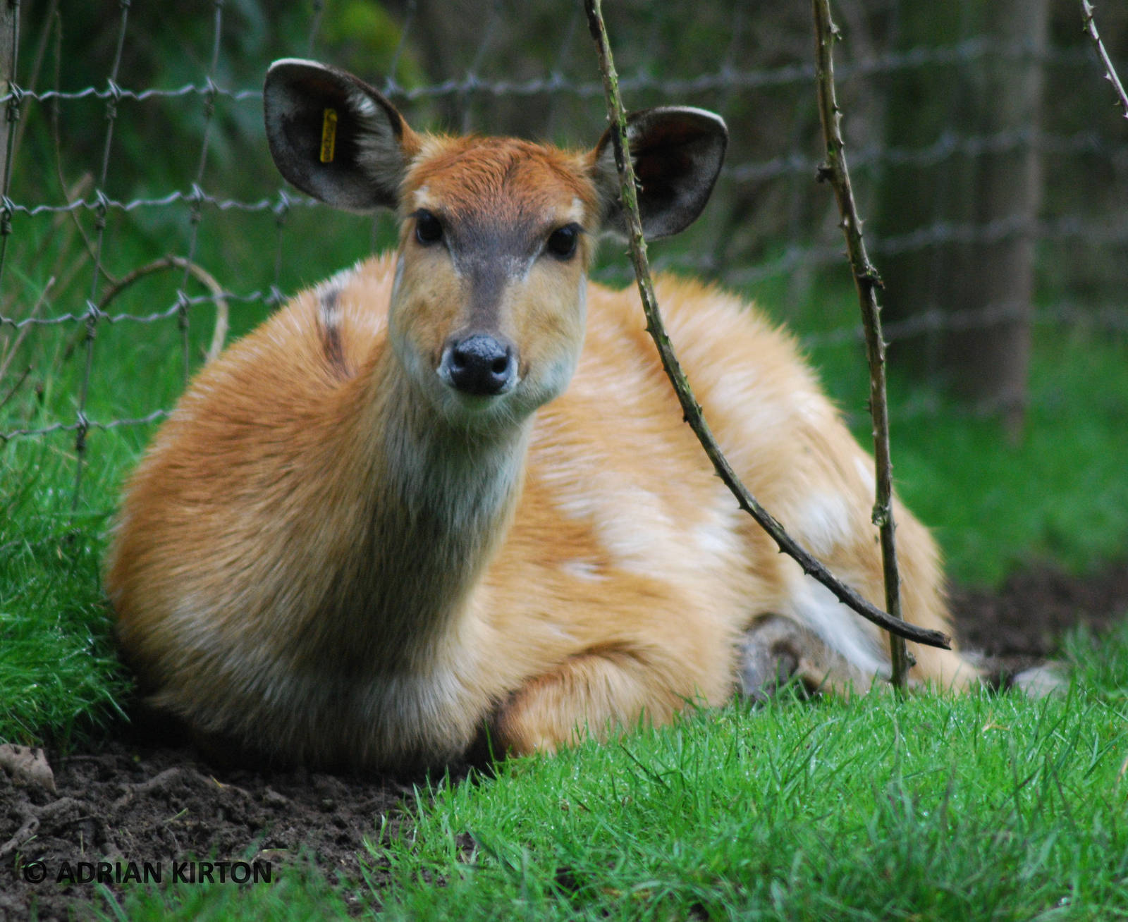SITATUNGA FEMALE