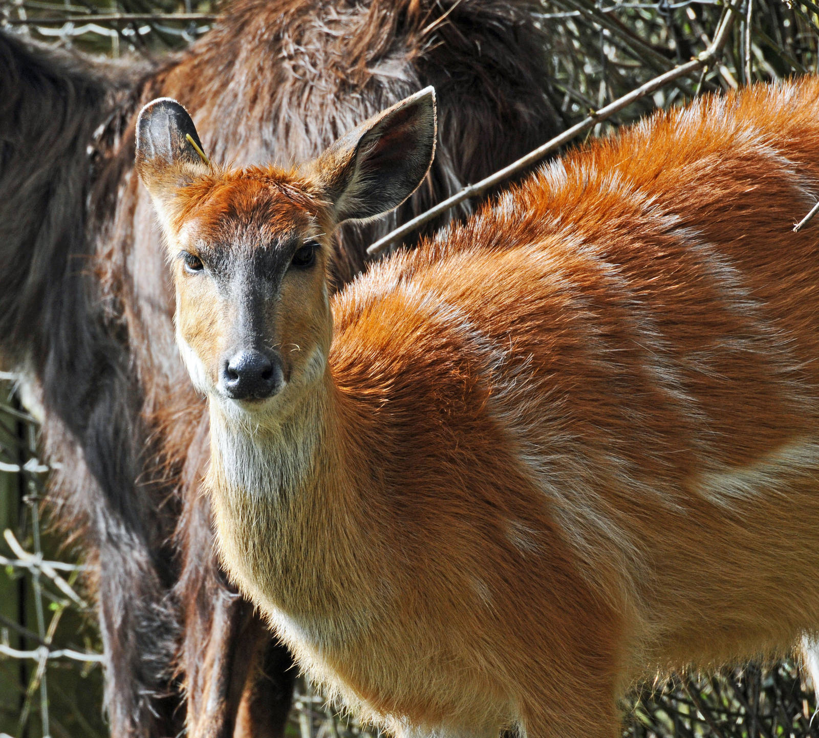 SITATUNGA FEMALE