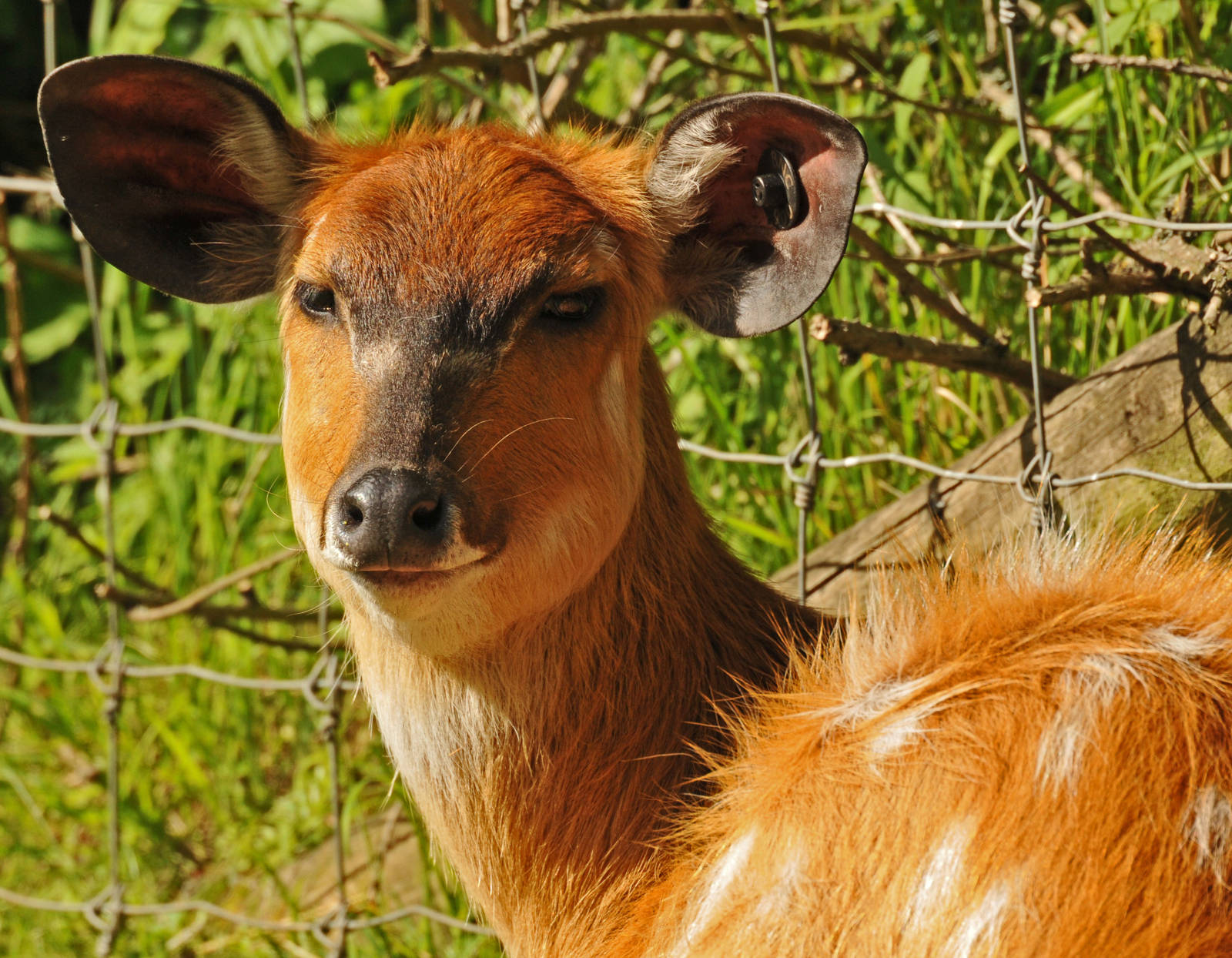 SITATUNGA - FEMALE