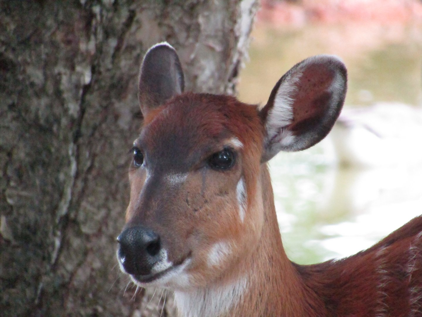 Sitatunga (Female)