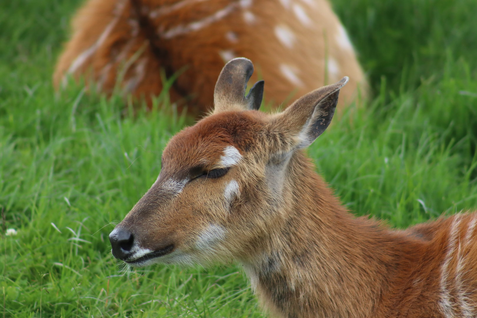 Sitatunga, female