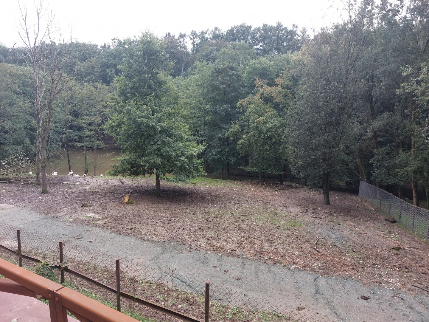 Sitatunga, Forest buffalo & great white pelican exhibit