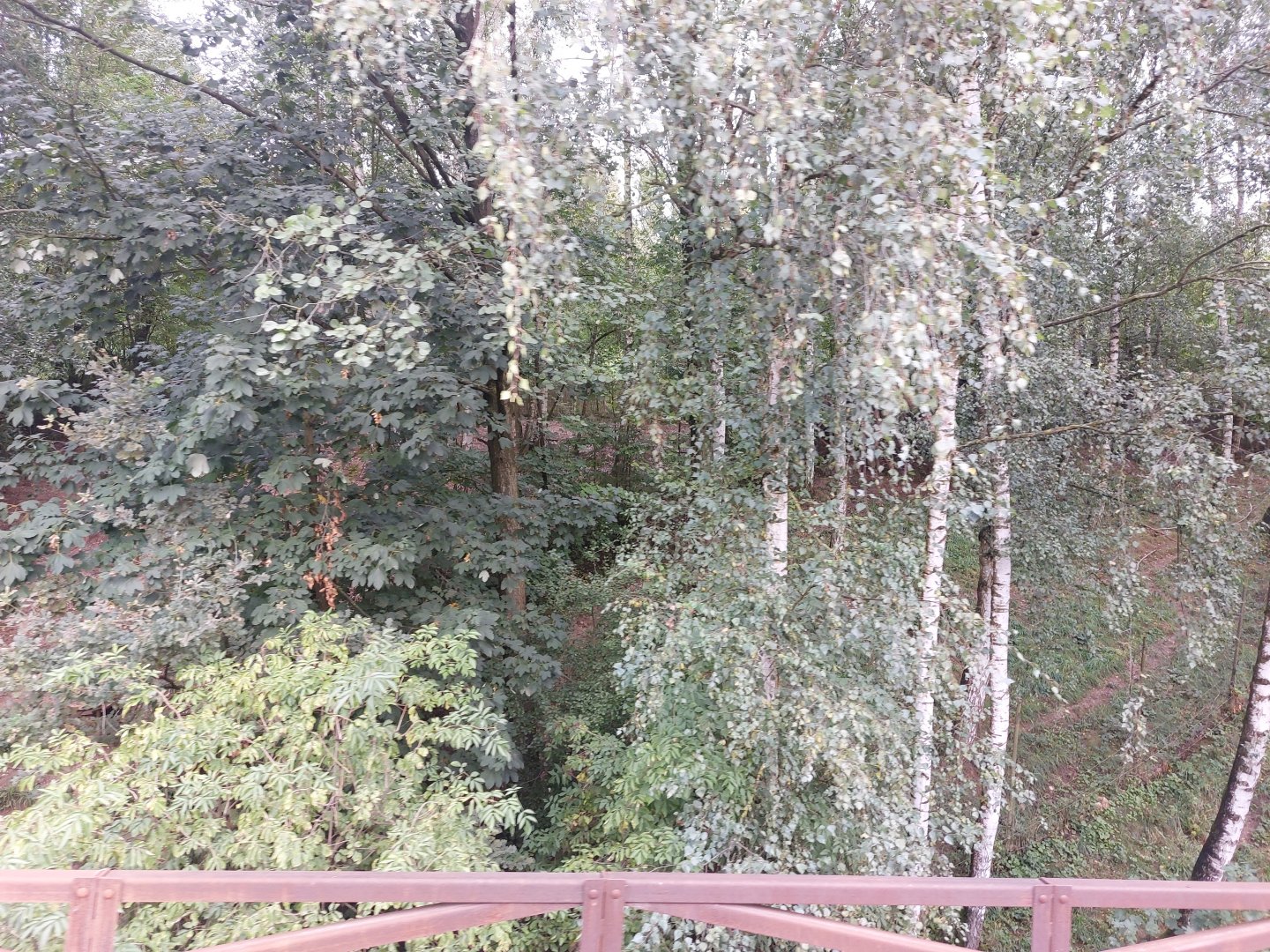 Sitatunga, Forest buffalo & great white pelican exhibit