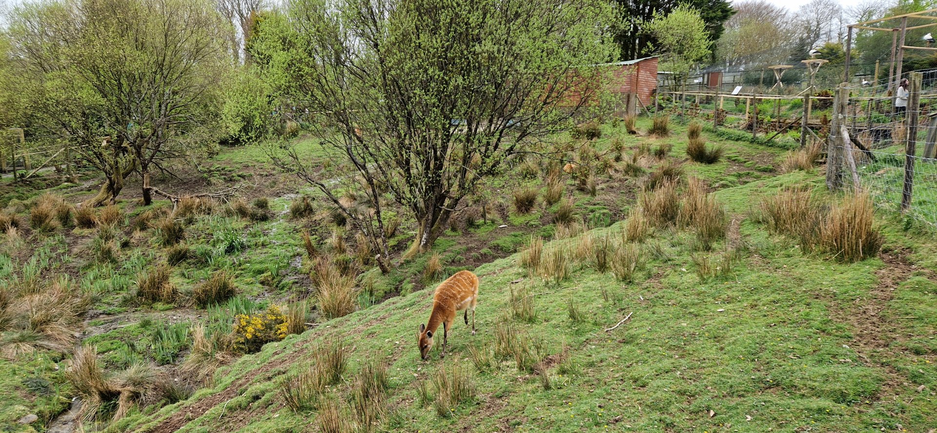 Sitatunga habitat