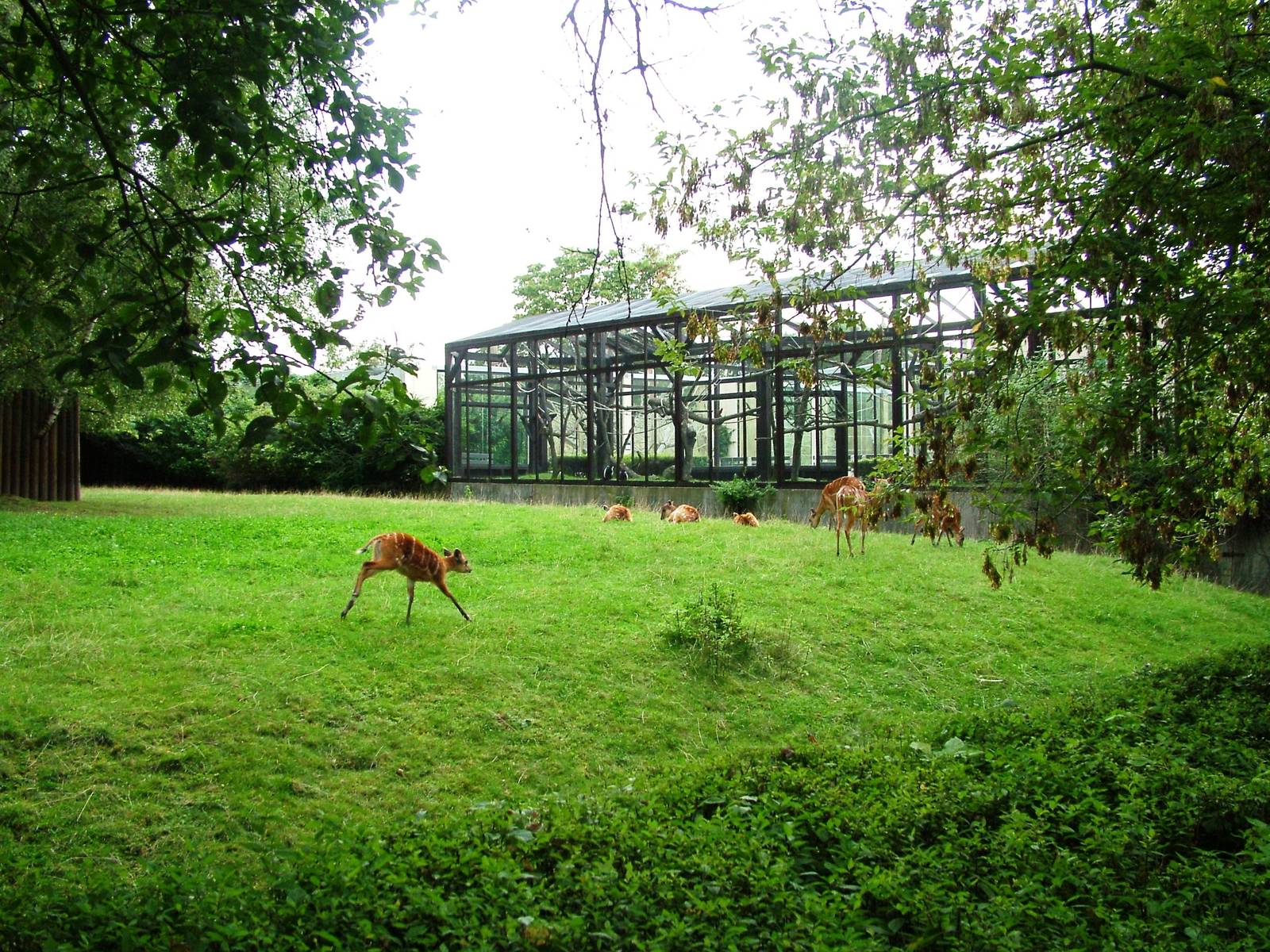 Sitatunga/Hornbill Paddock at Dvur Kralove, 26/08/12