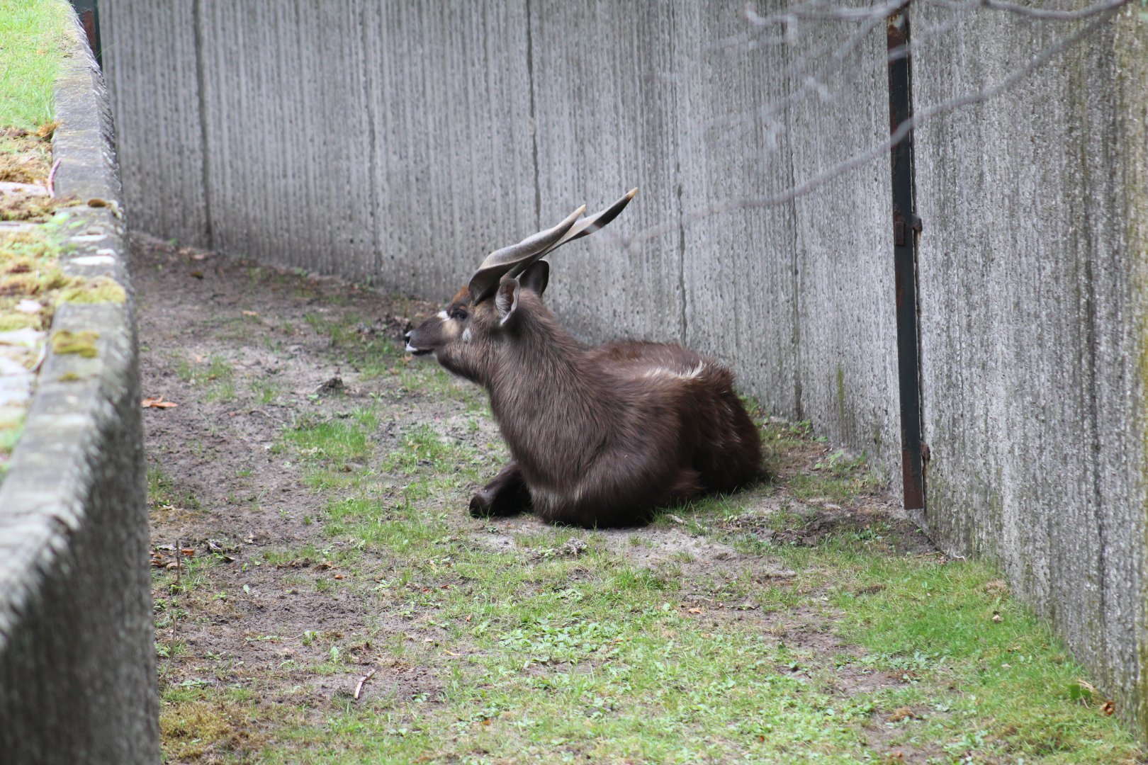 Sitatunga in a Moat