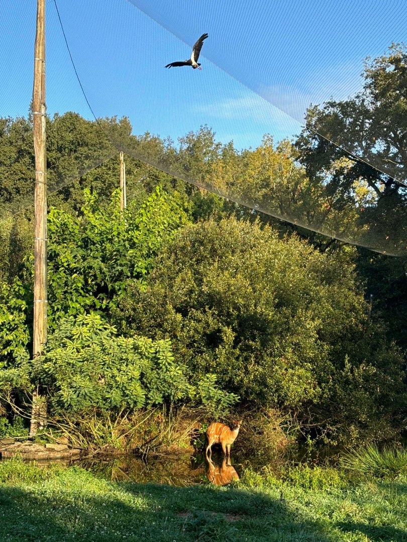 Sitatunga in African walkthrough aviary
