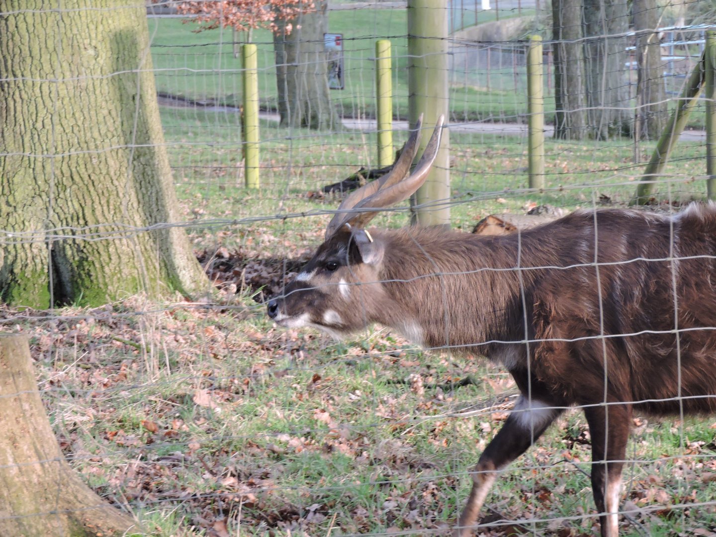 Sitatunga in old Moose paddock