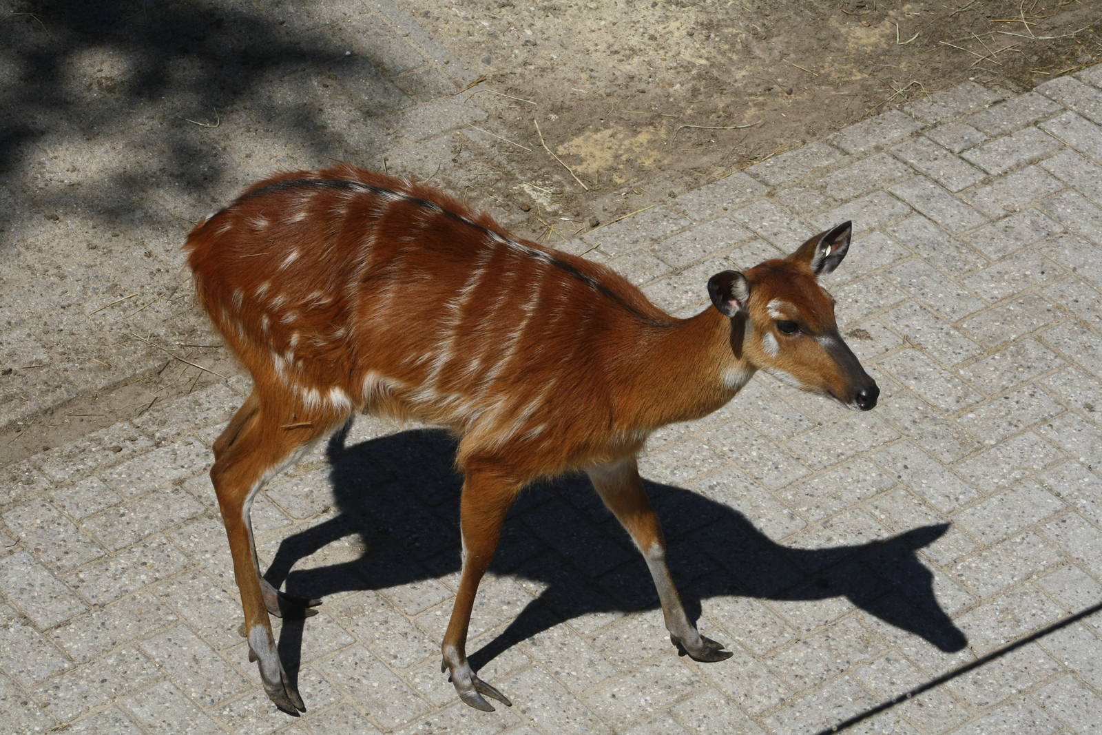 Sitatunga in Quarantine