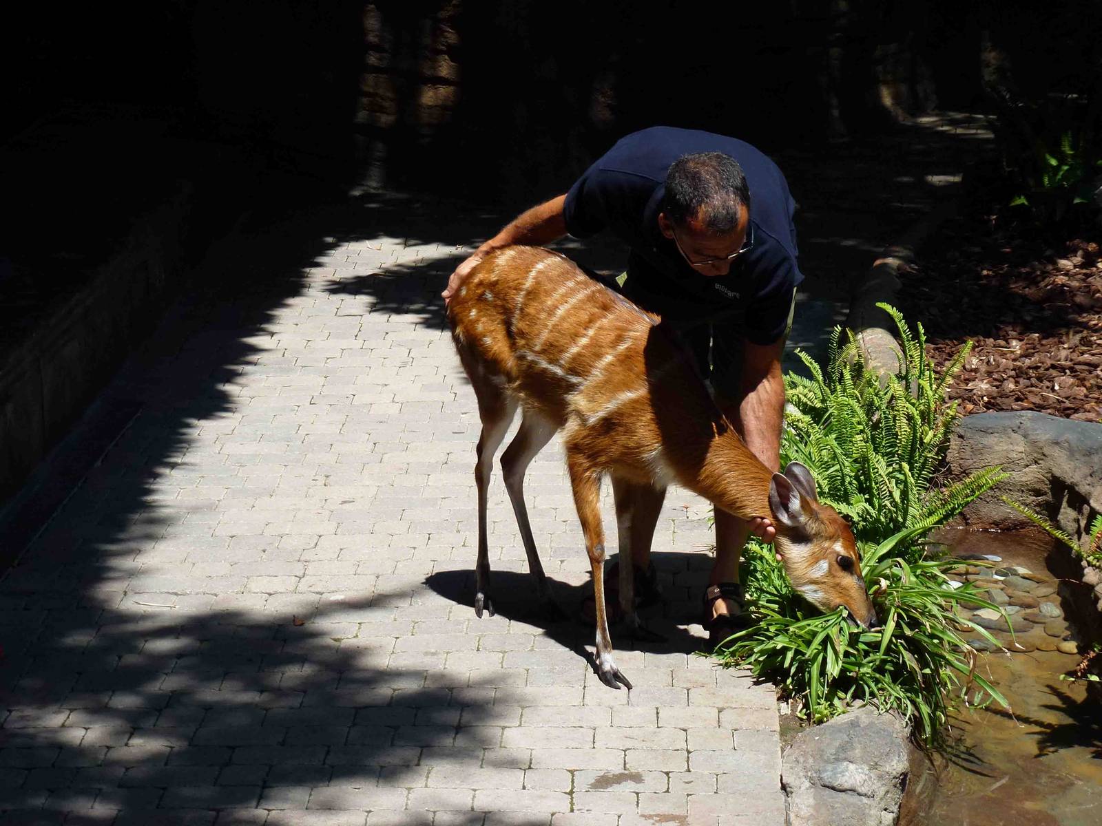 Sitatunga in show, July 2013.