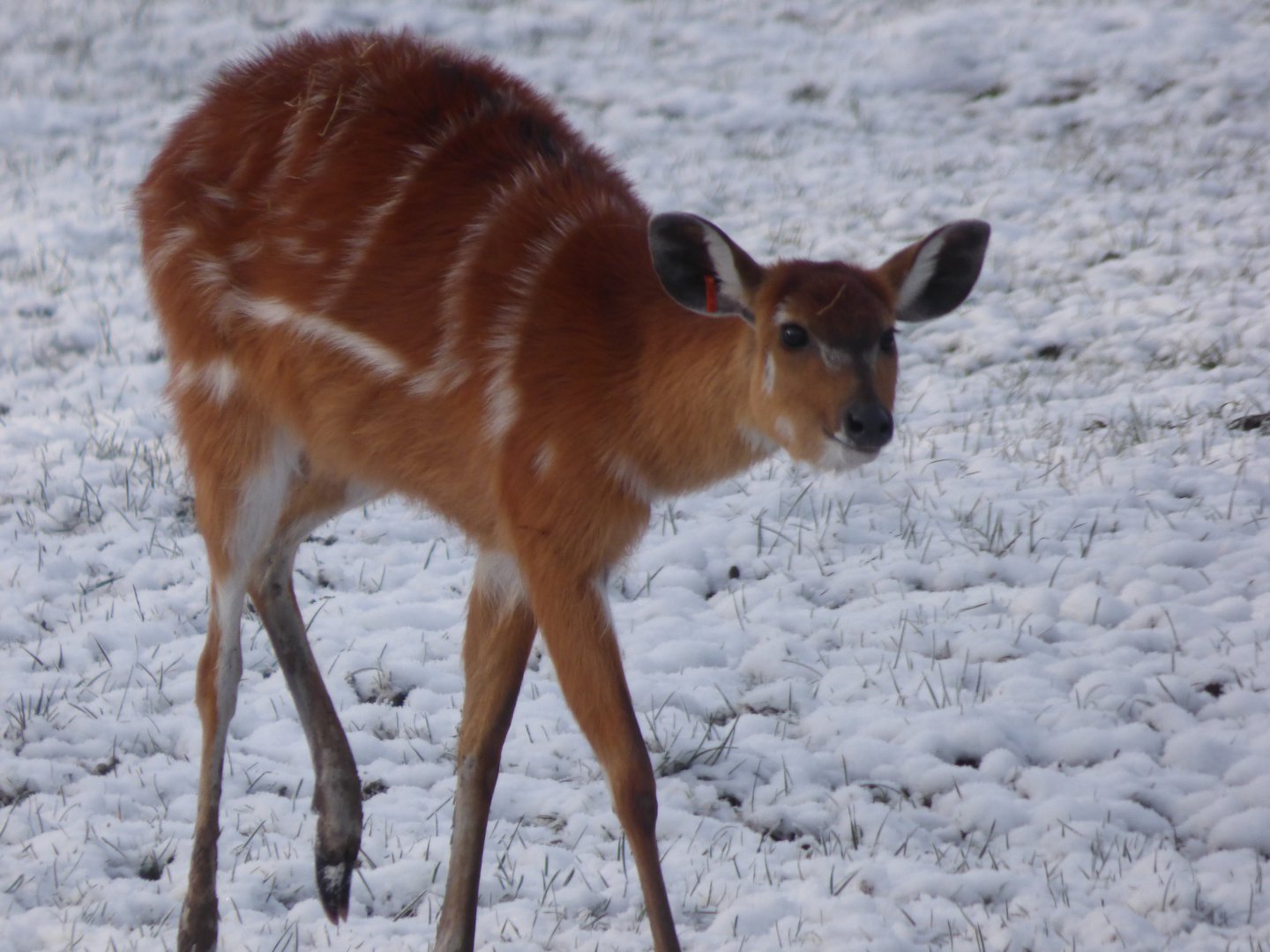Sitatunga in the snow