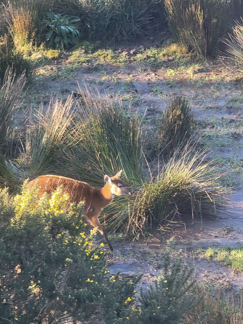 Sitatunga in the swamp
