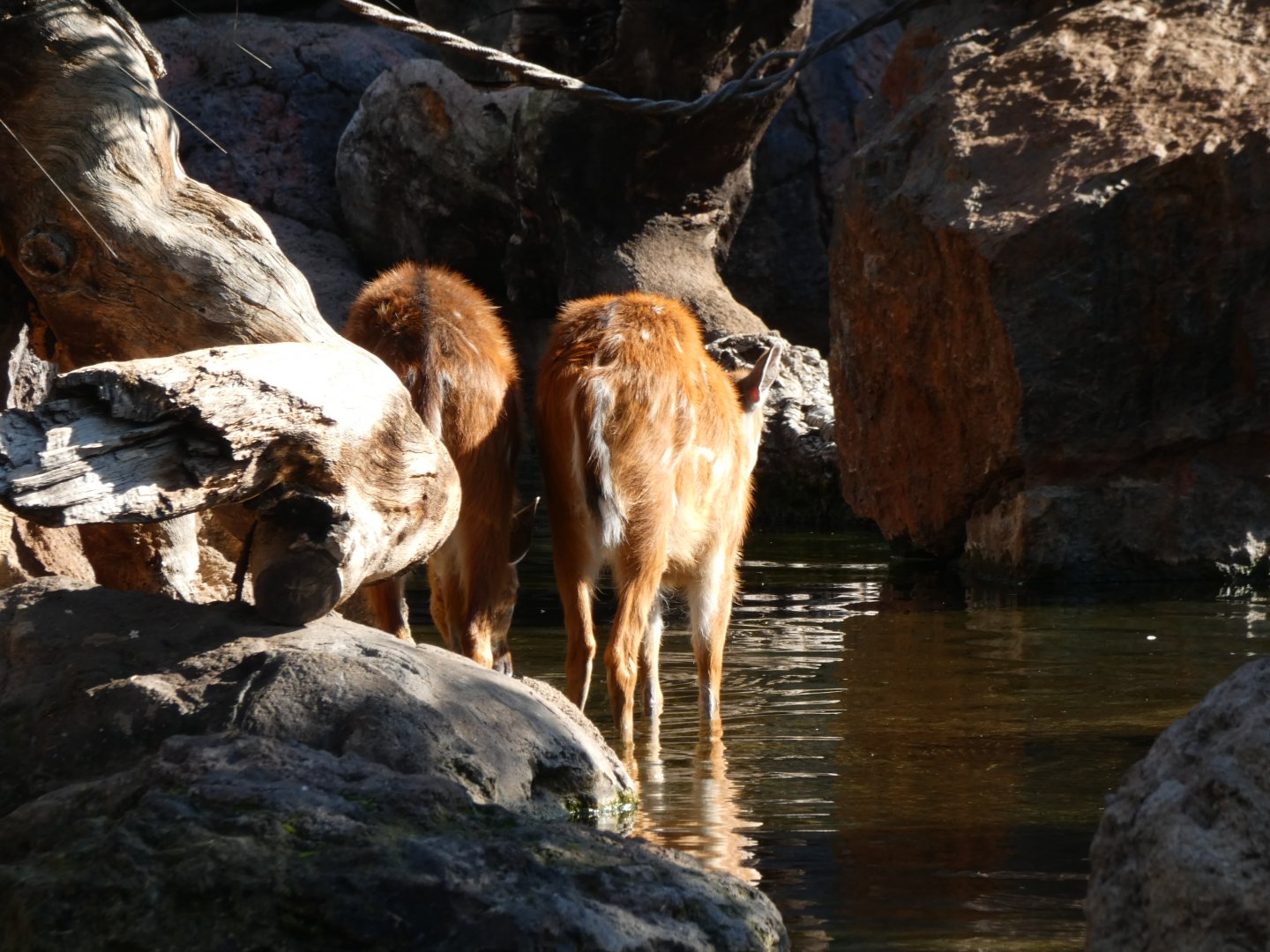 Sitatunga in the water