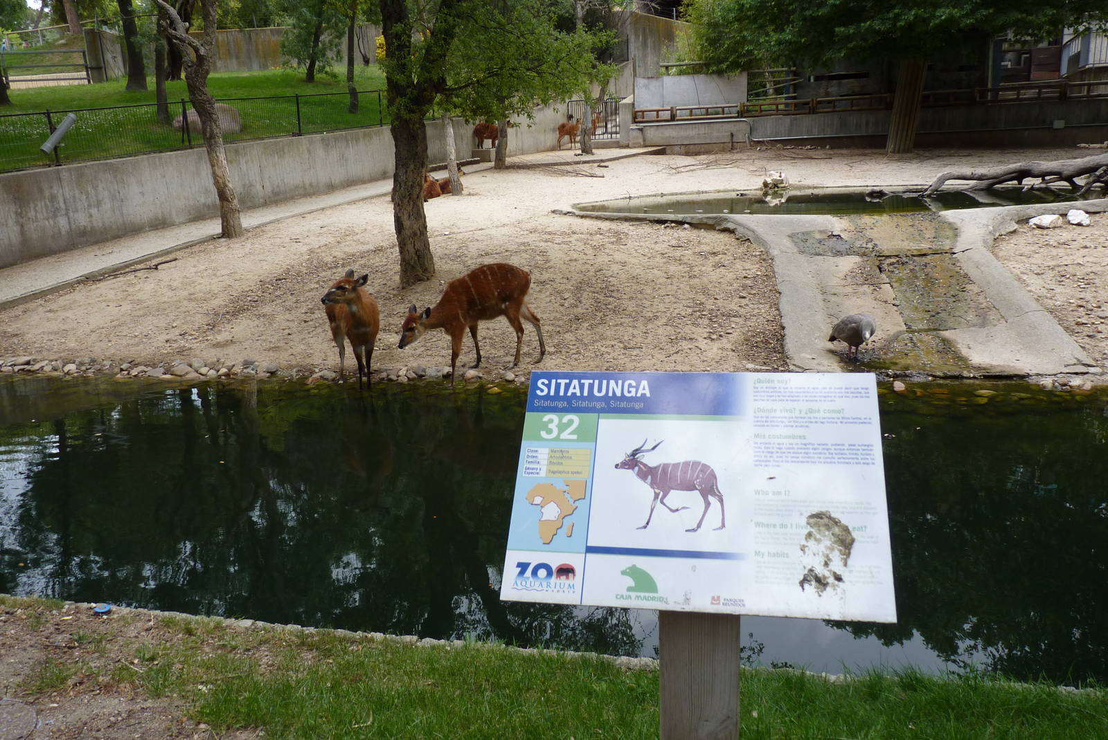Sitatunga, June 2013