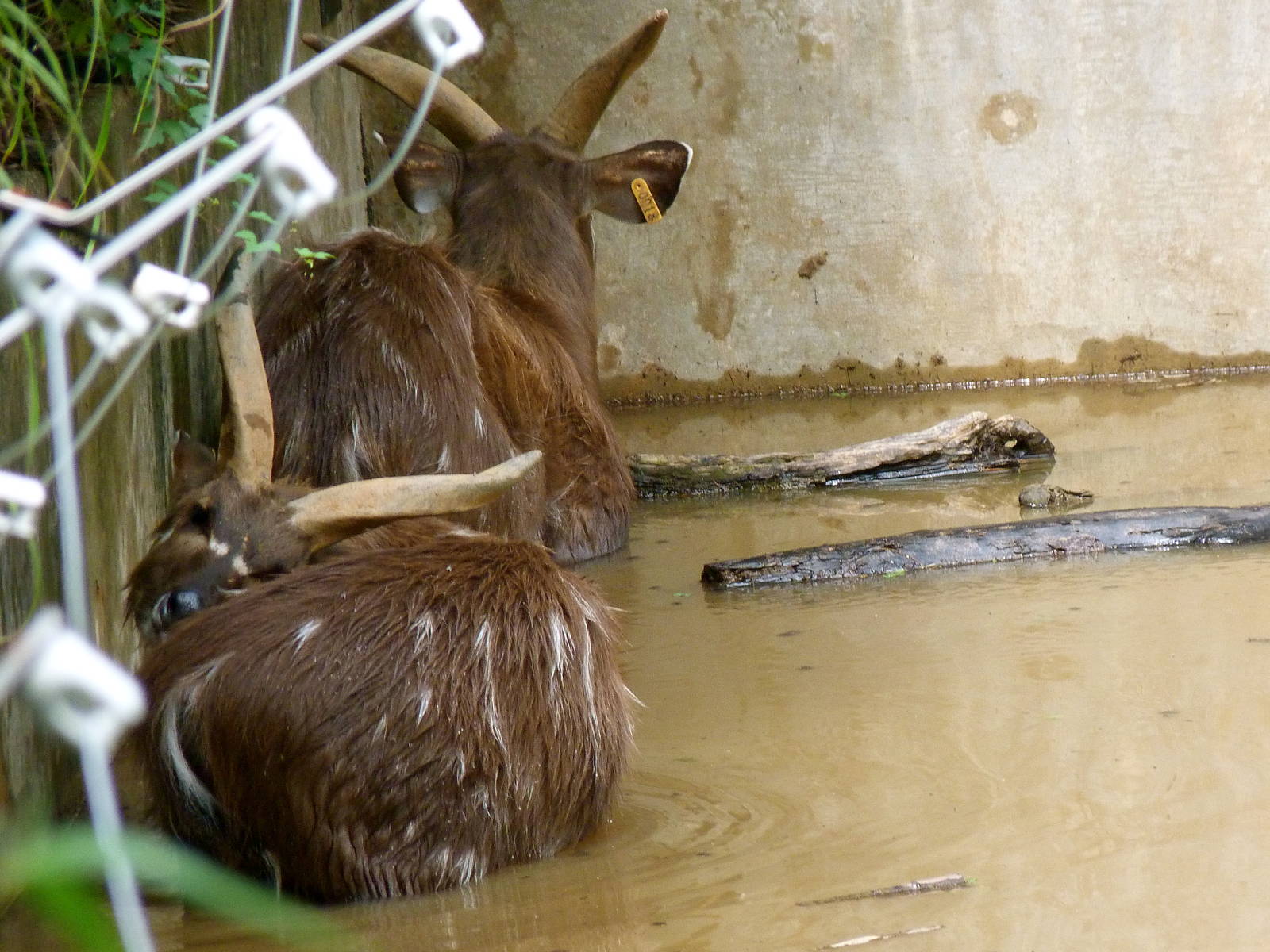 Sitatunga Make Use of "Swamp"