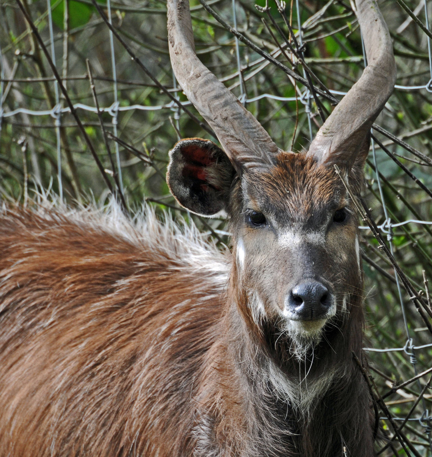 SITATUNGA MALE