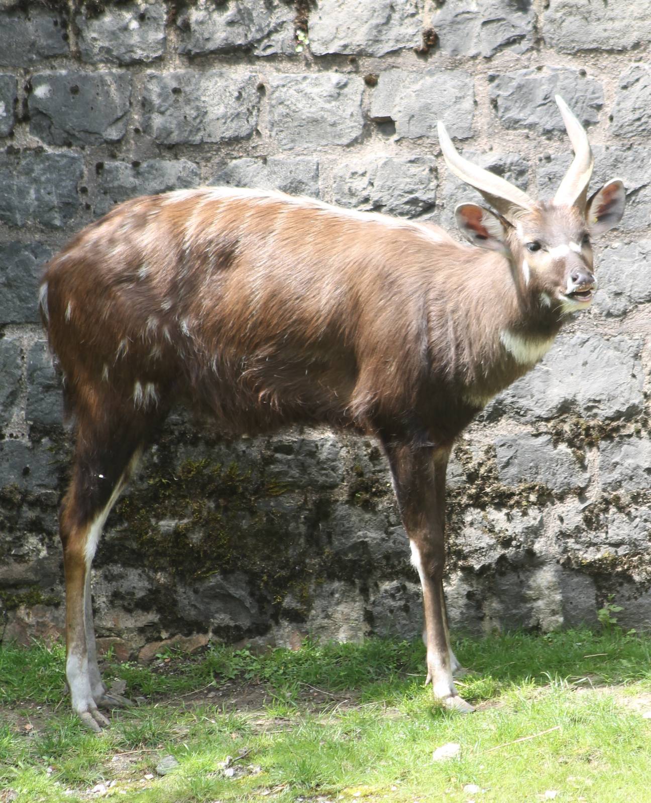 Sitatunga male