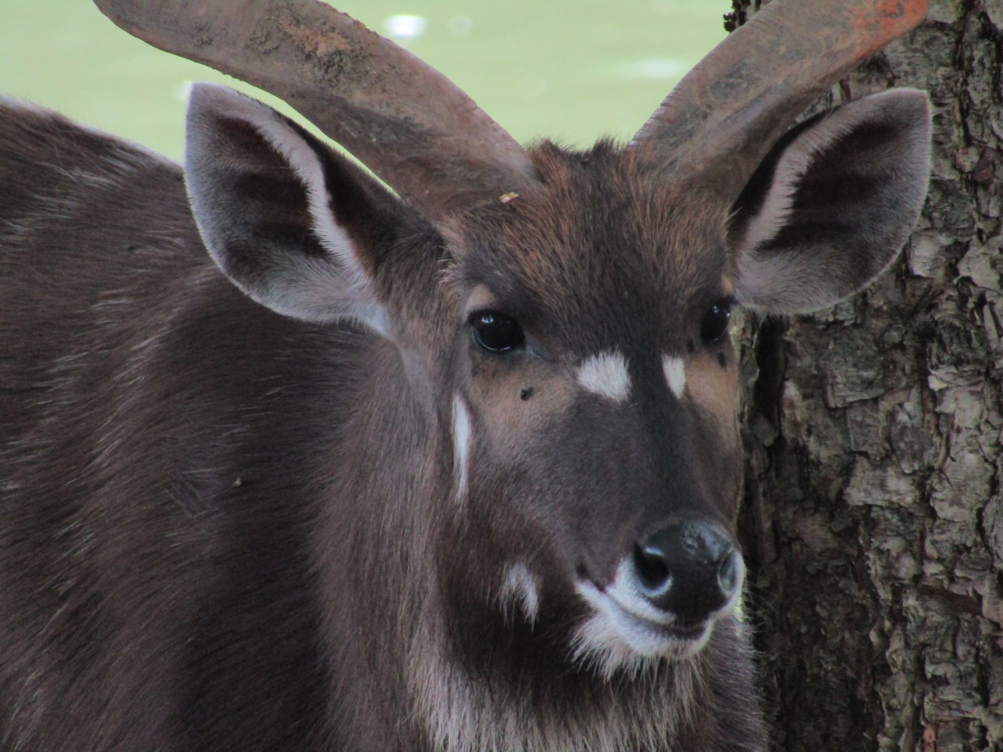 Sitatunga (Male)