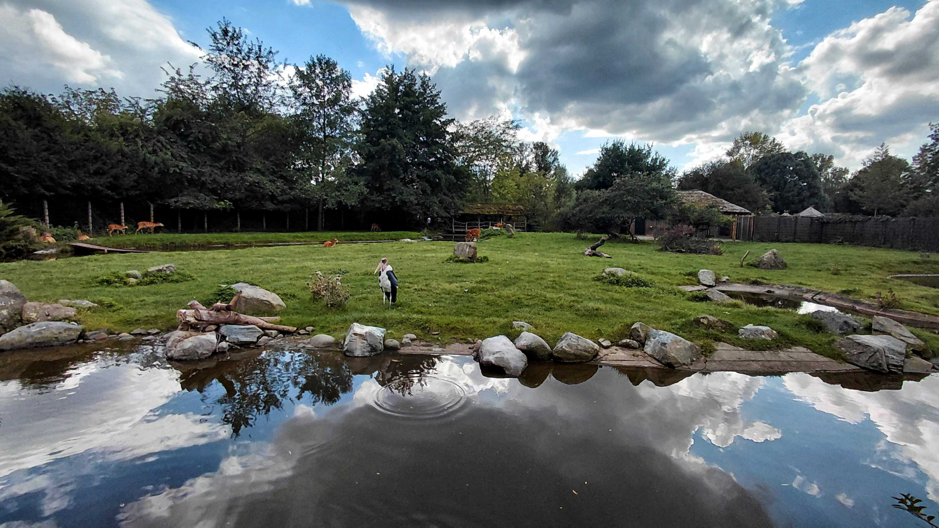 Sitatunga + marabou stork exhibit