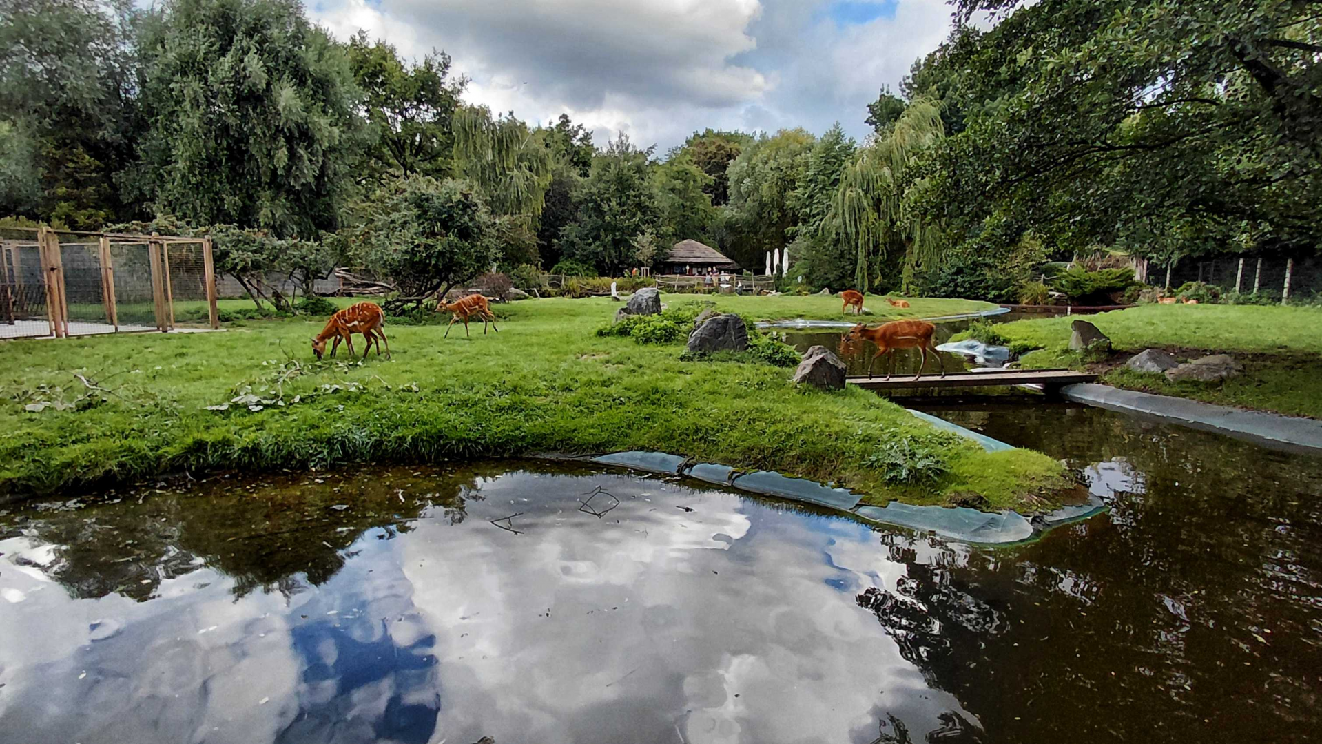 Sitatunga + marabou stork exhibit
