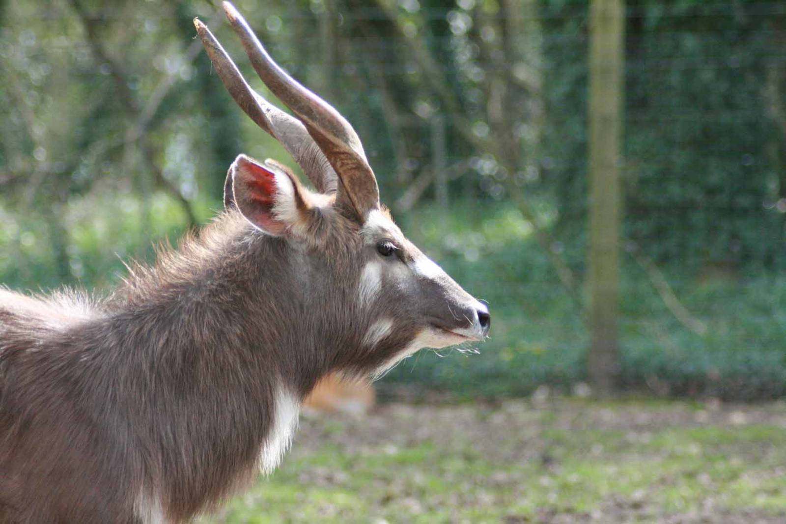 Sitatunga, Marwell Wildlife