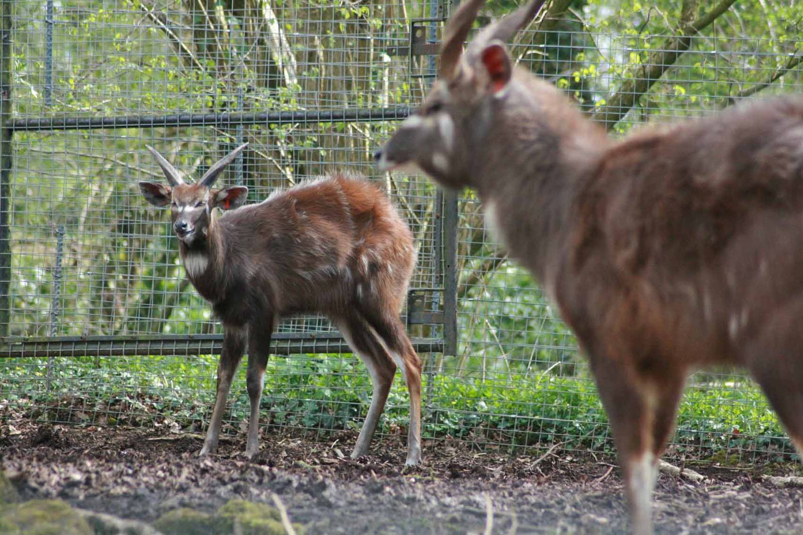 Sitatunga, Marwell Wildlife