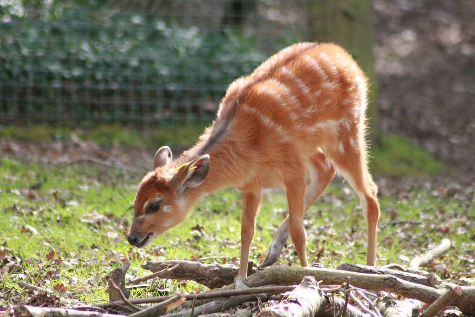 Sitatunga, Marwell Wildlife