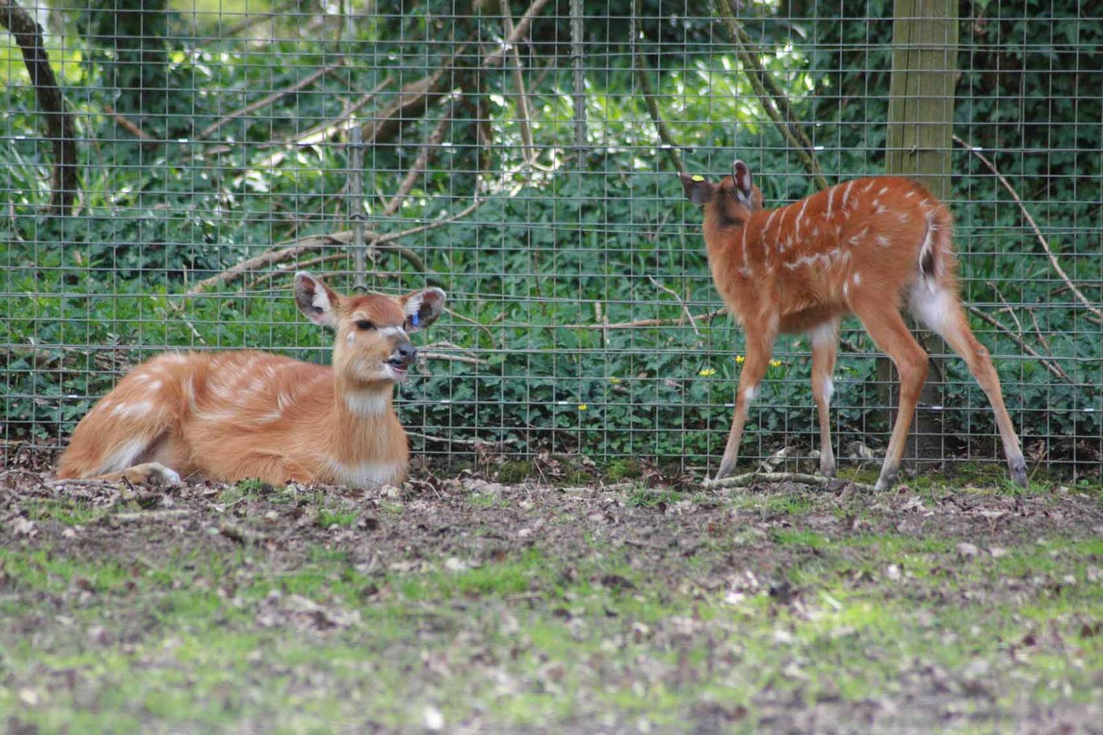 Sitatunga, Marwell Wildlife