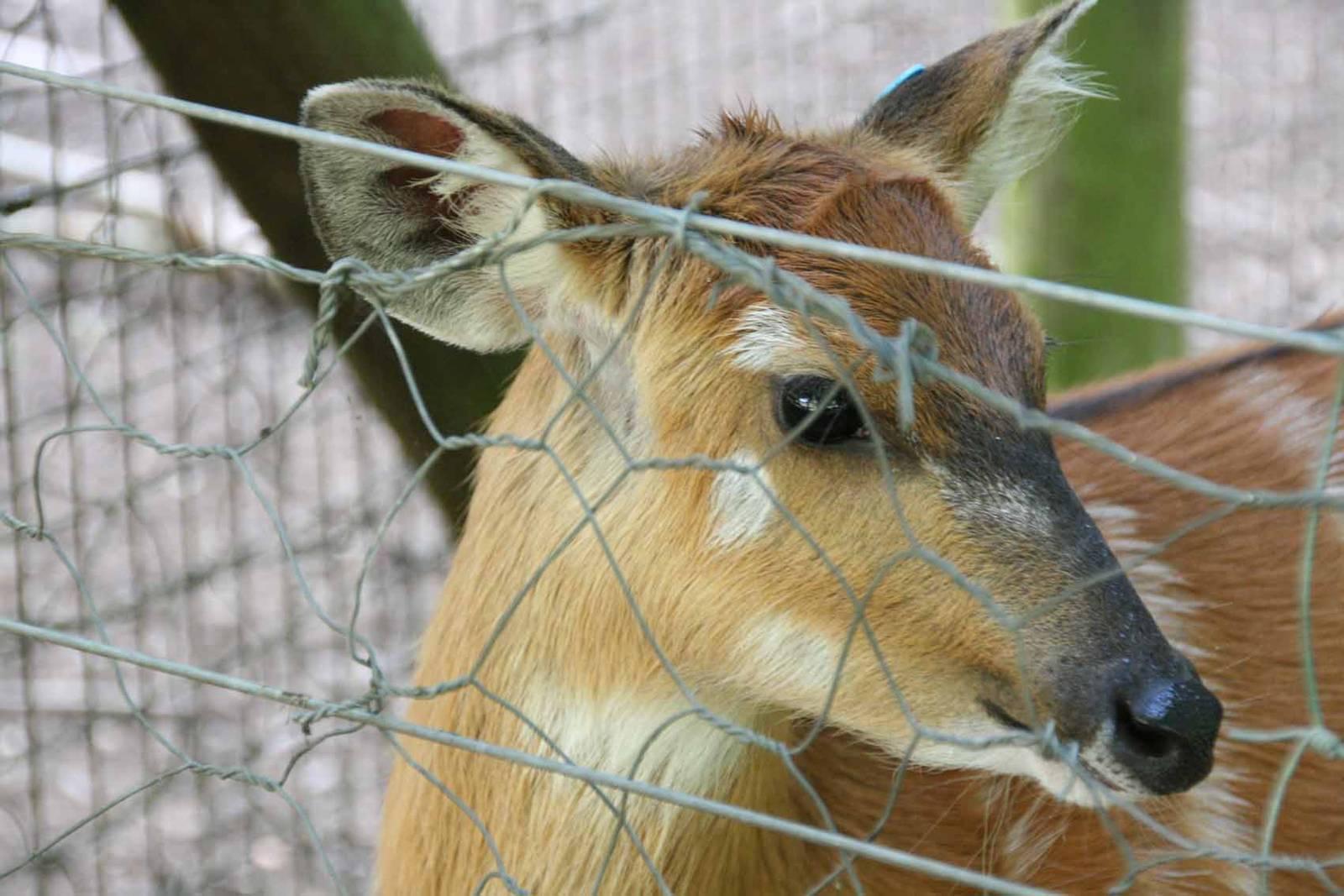Sitatunga, Marwell Wildlife