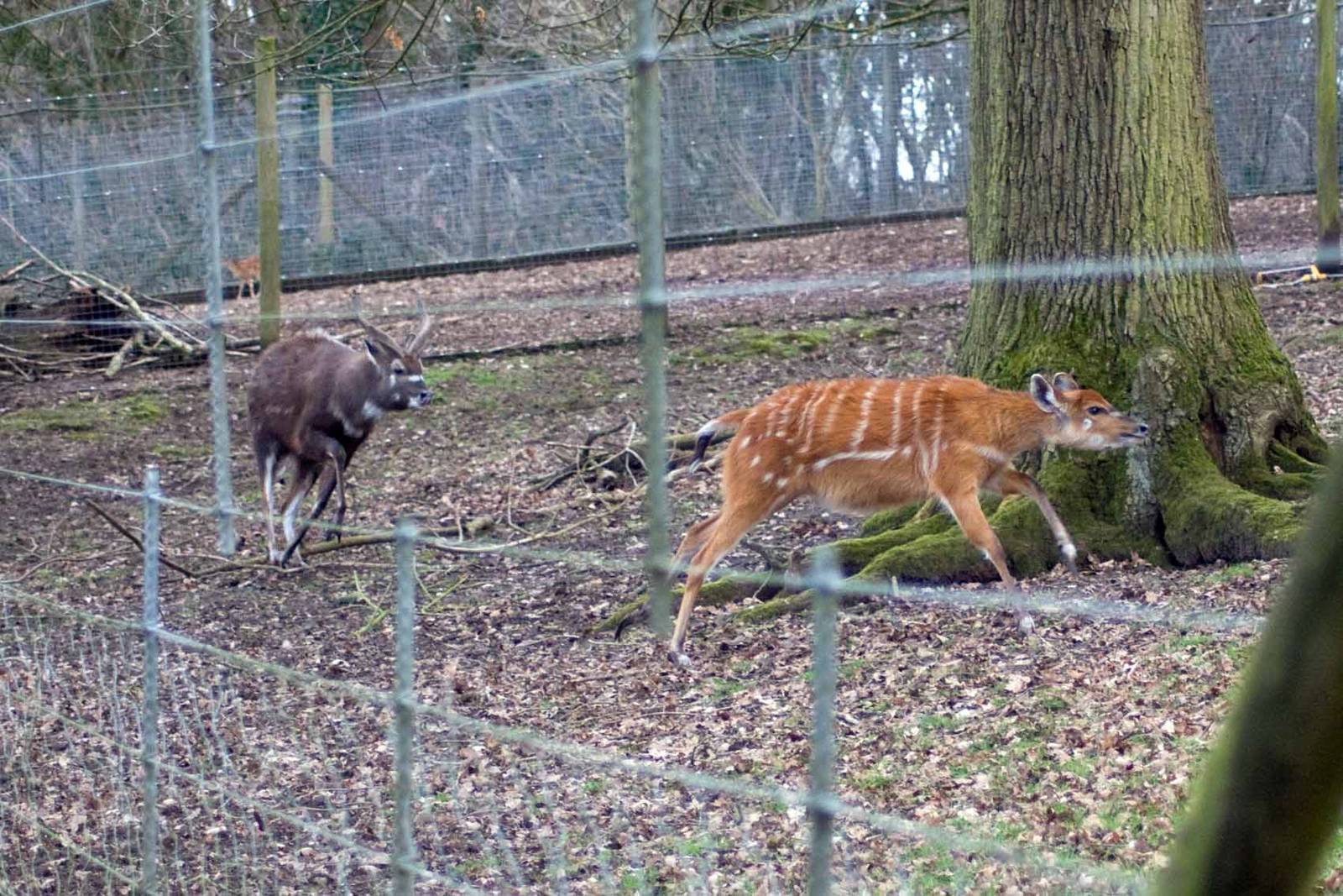 Sitatunga, Marwell Wildlife