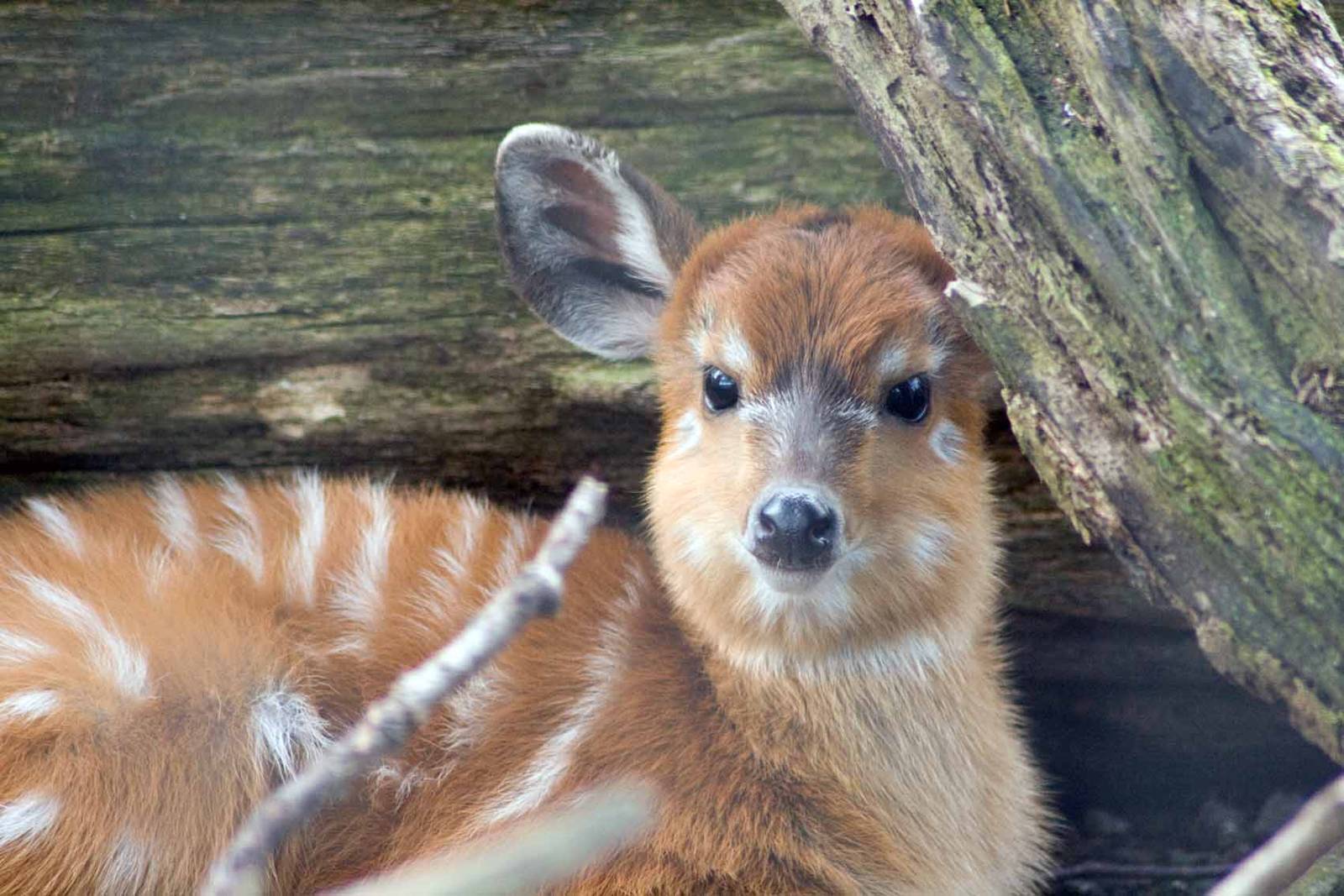Sitatunga, Marwell Wildlife