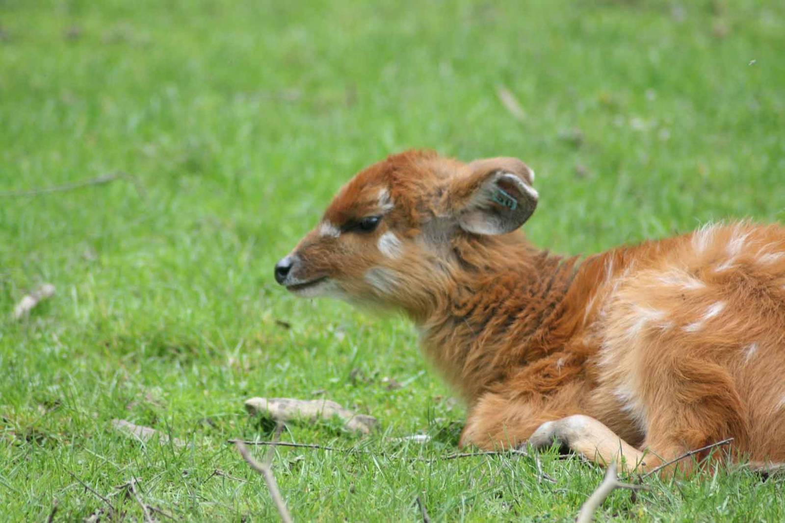 Sitatunga, Marwell Wildlife