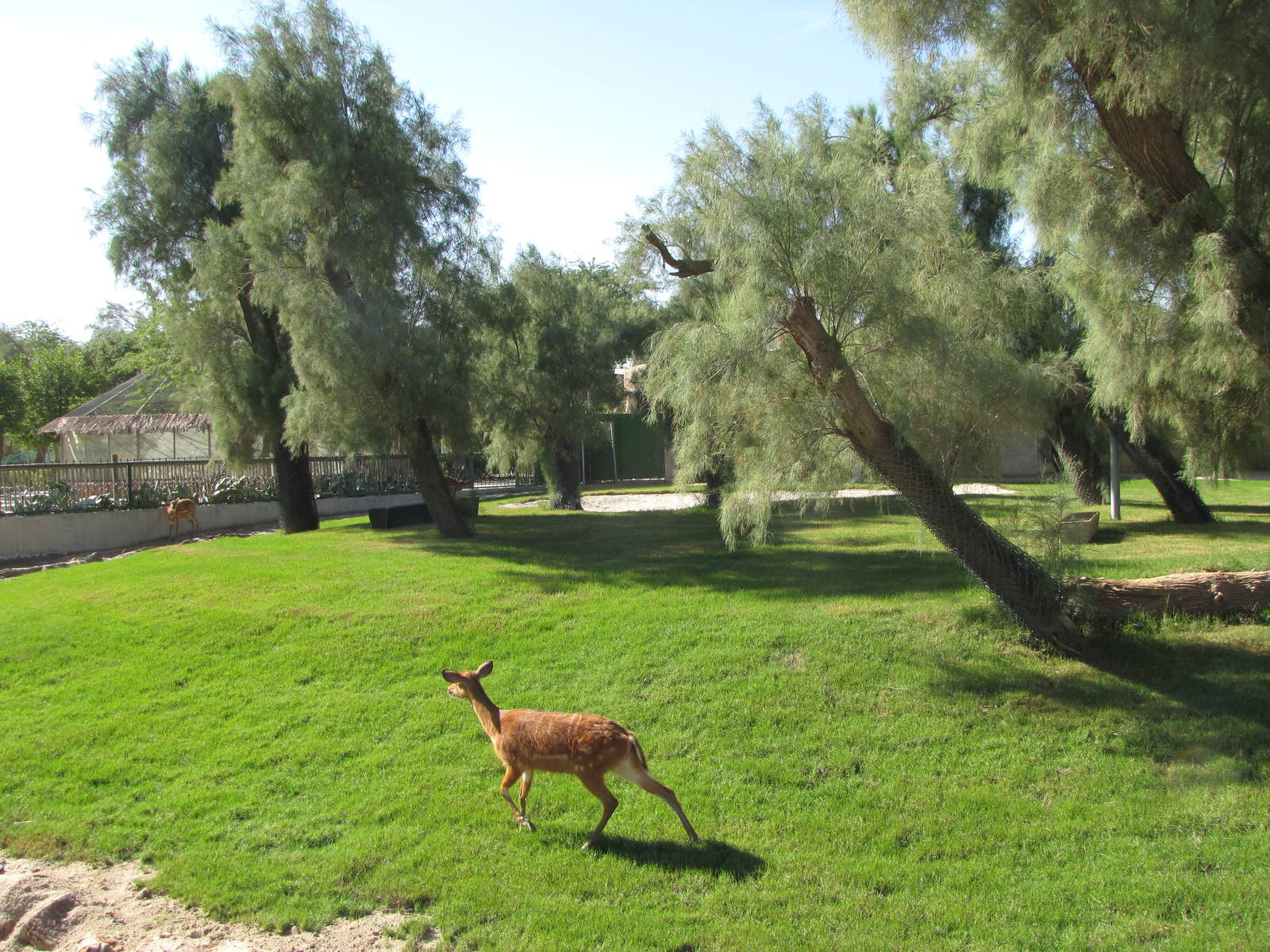 Sitatunga new exhibit