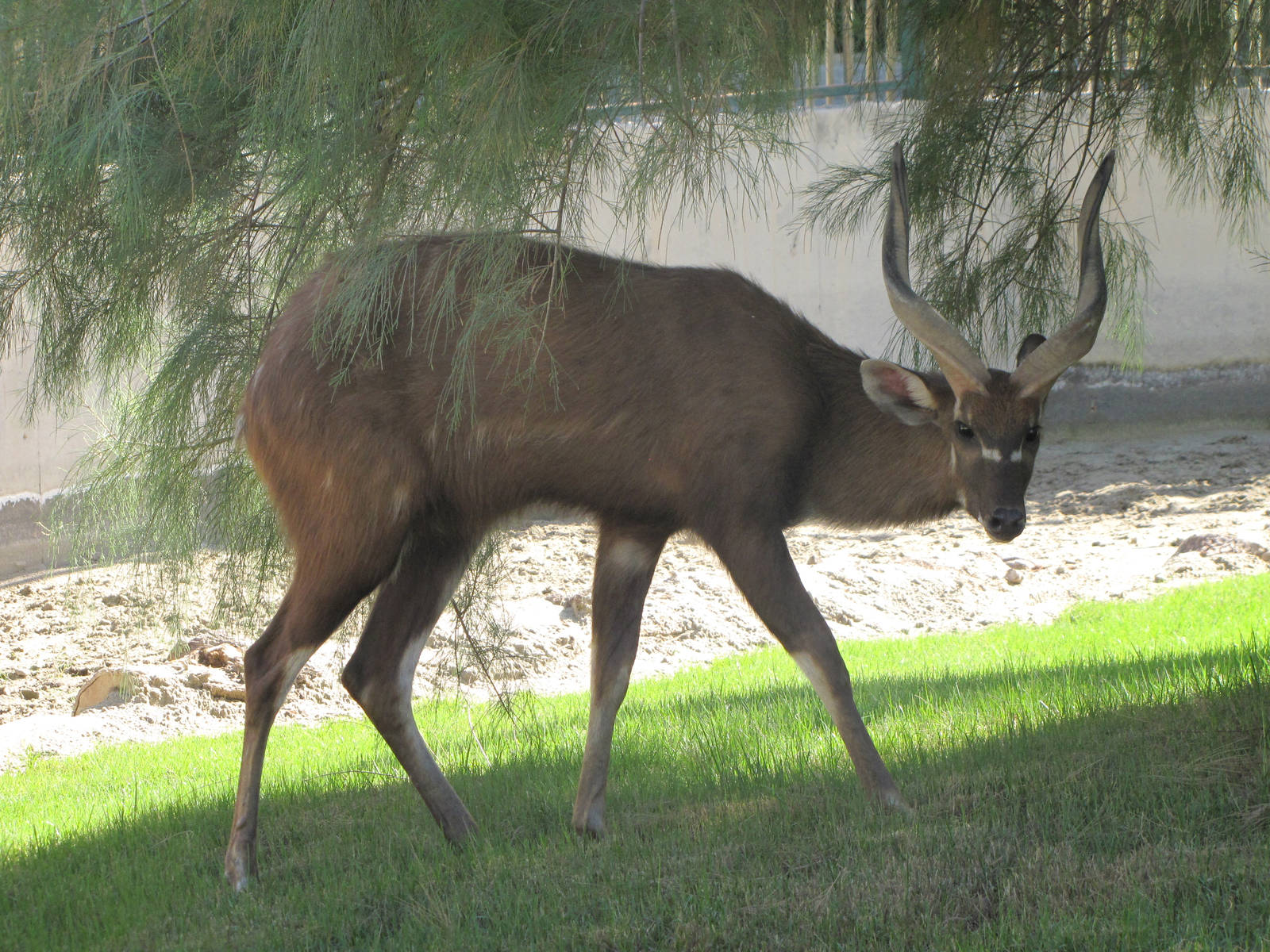 Sitatunga new exhibit