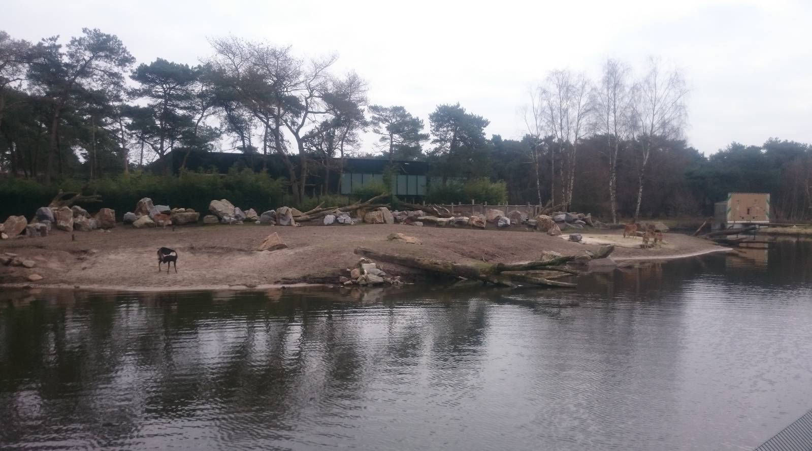 Sitatunga - Nile lechwe and Hippo enclosure