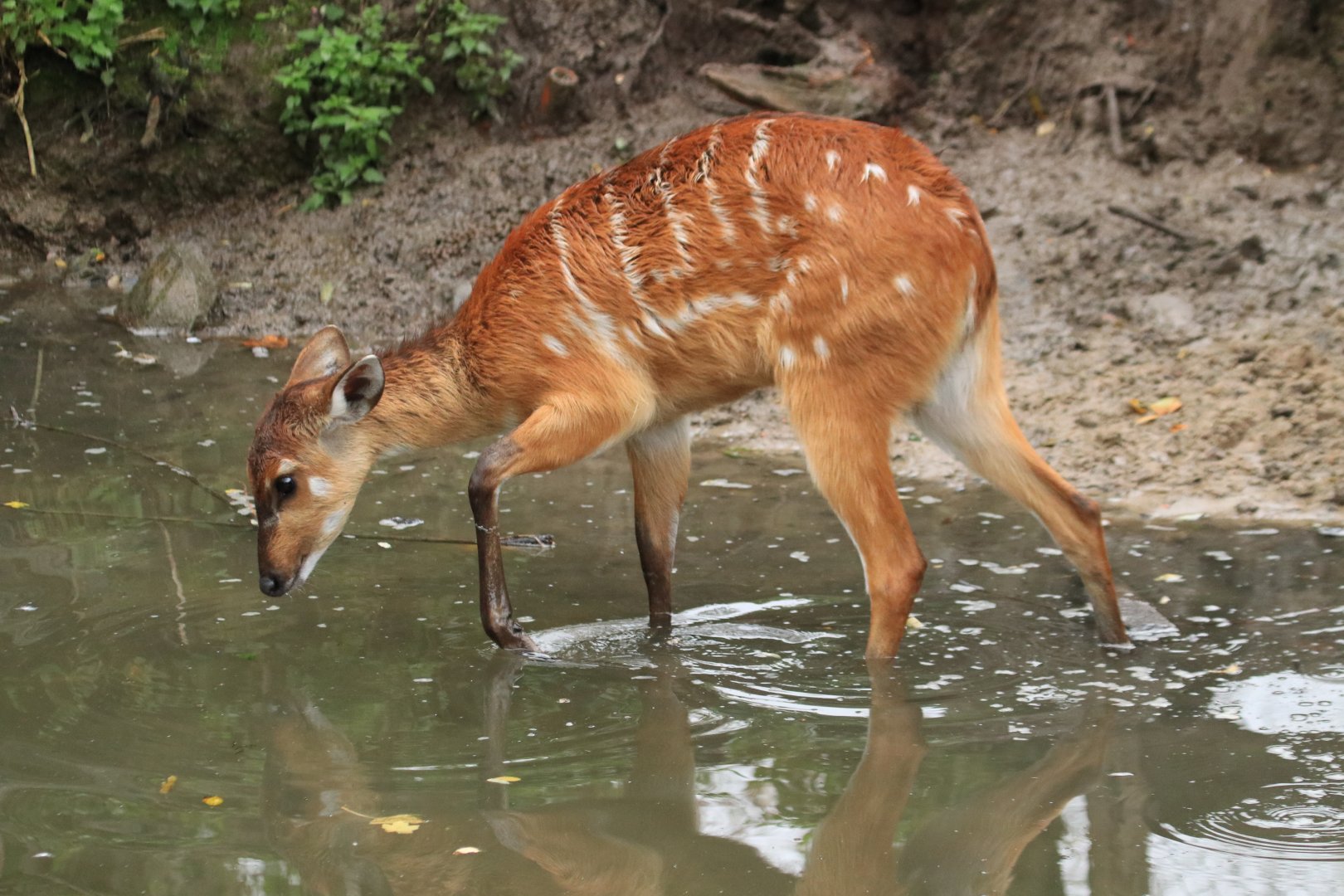 Sitatunga (November 2019)