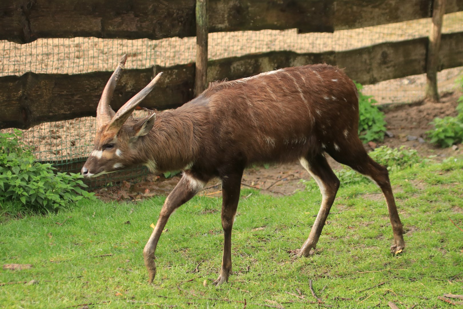 Sitatunga (November 2019)