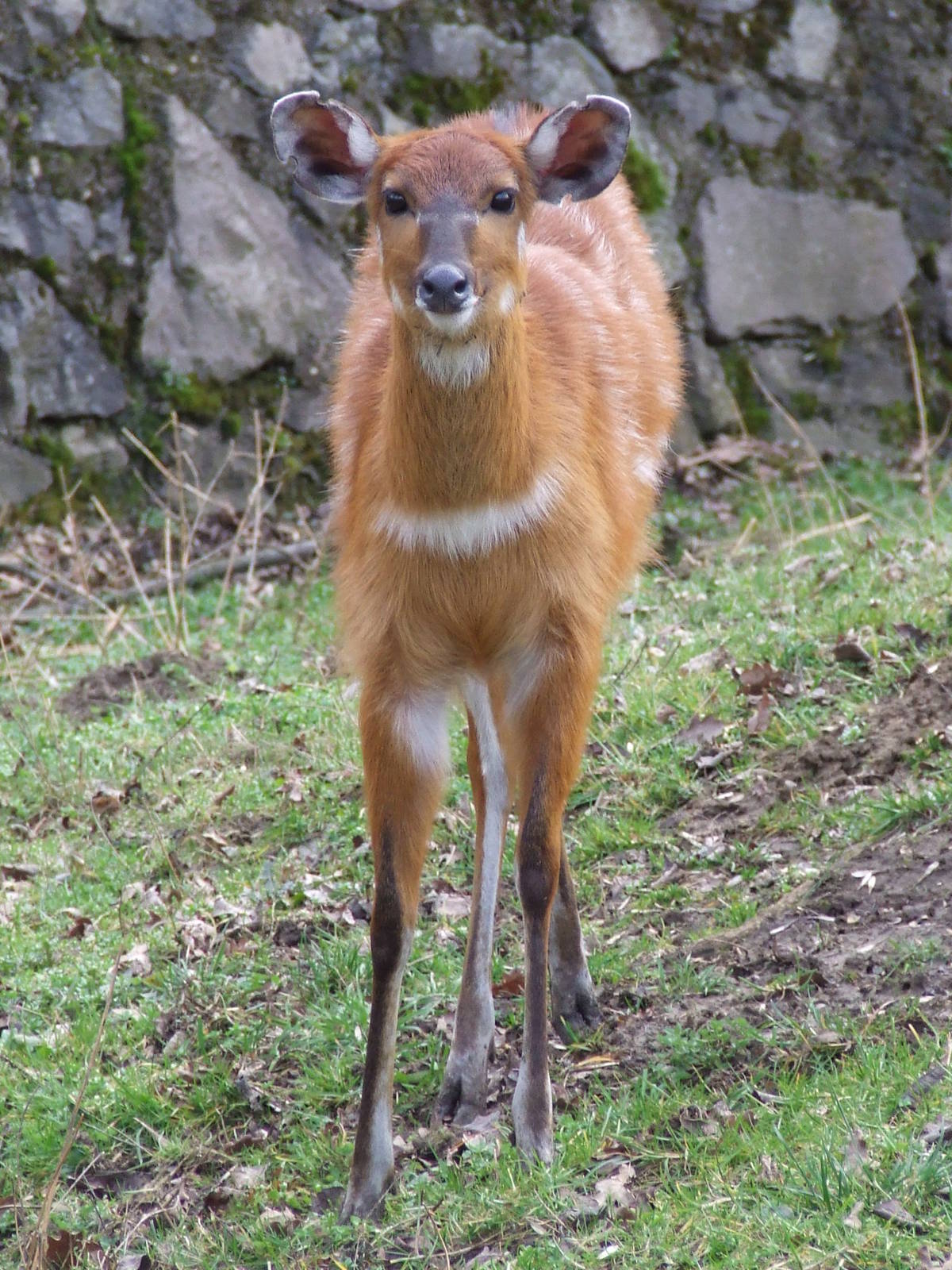 Sitatunga @ Nyiregyhaza Zoo, Hungary