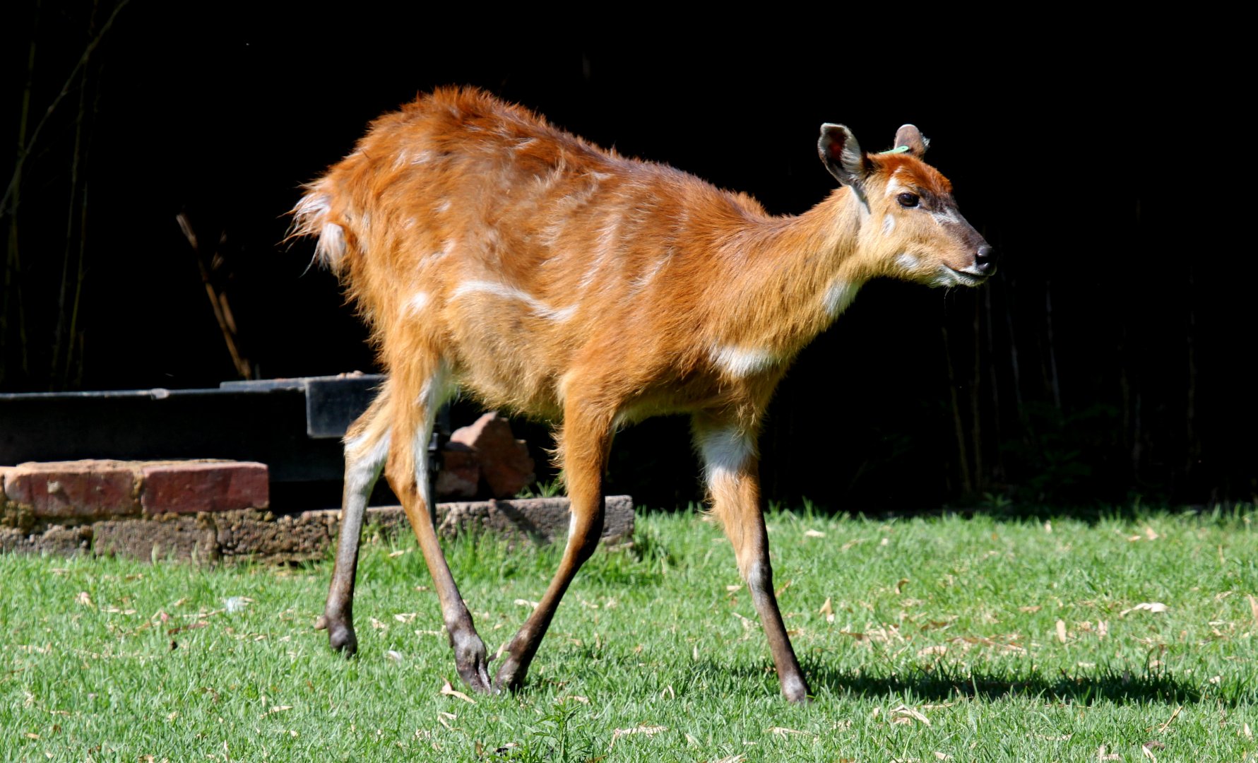 sitatunga or marshbuck (Tragelaphus spekii)