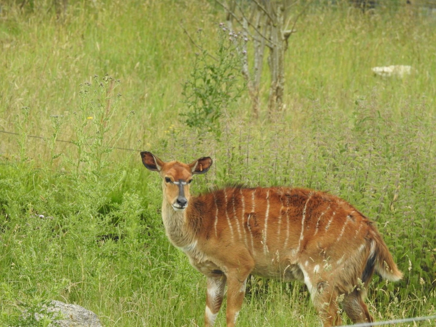 Sitatunga or Nyala?