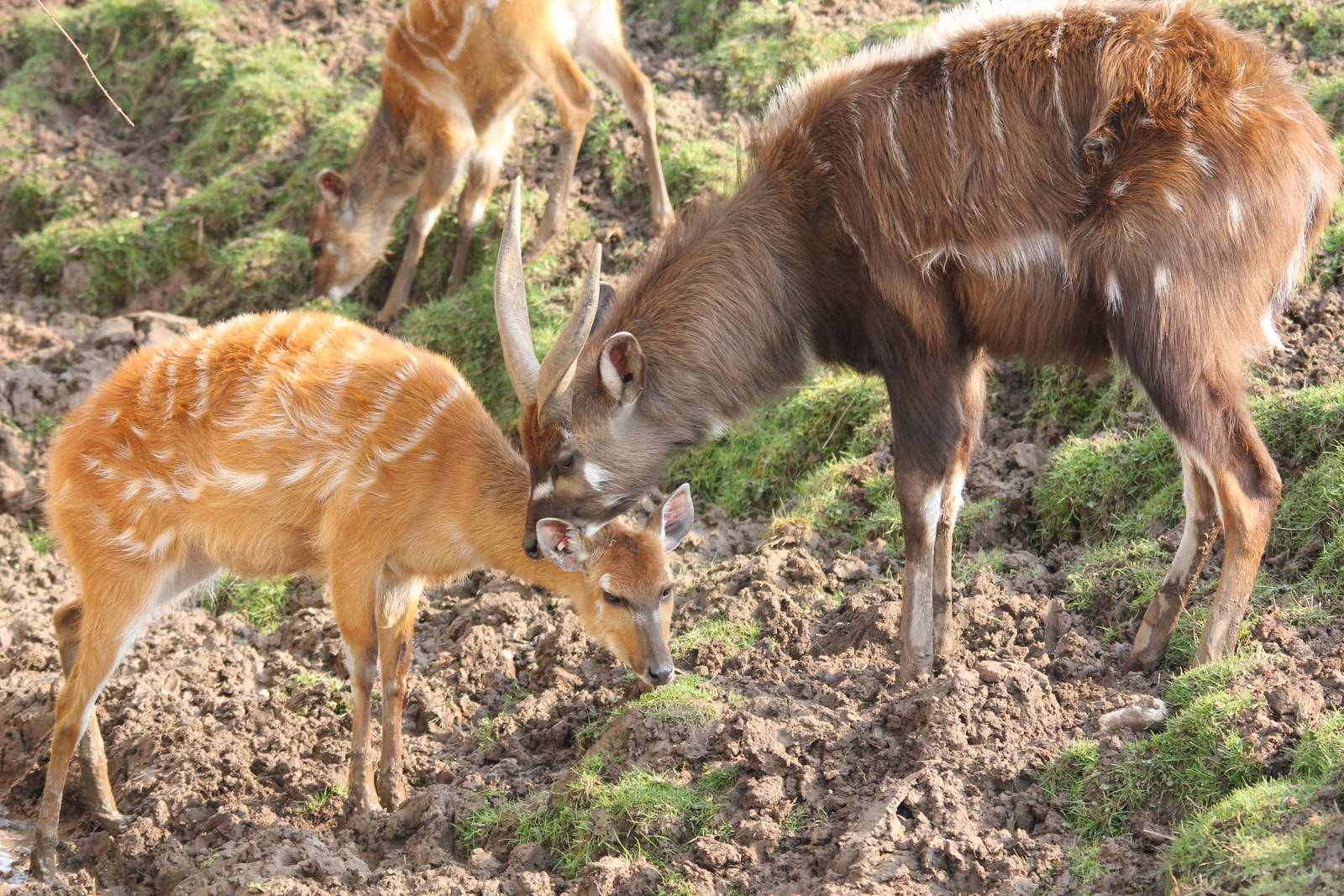 Sitatunga pair 27-3-14