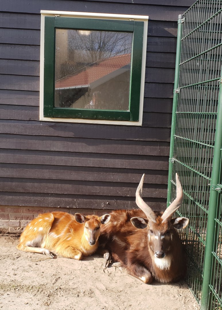 Sitatunga-pair