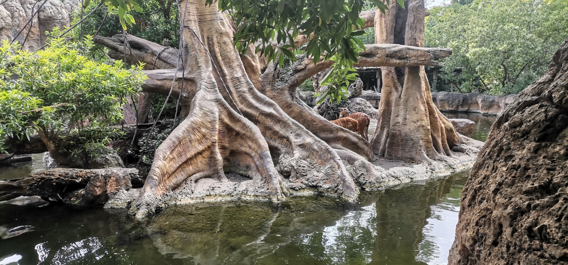 Sitatunga/Pygmy Hippo /Drill/Northern Talapolin exhibit