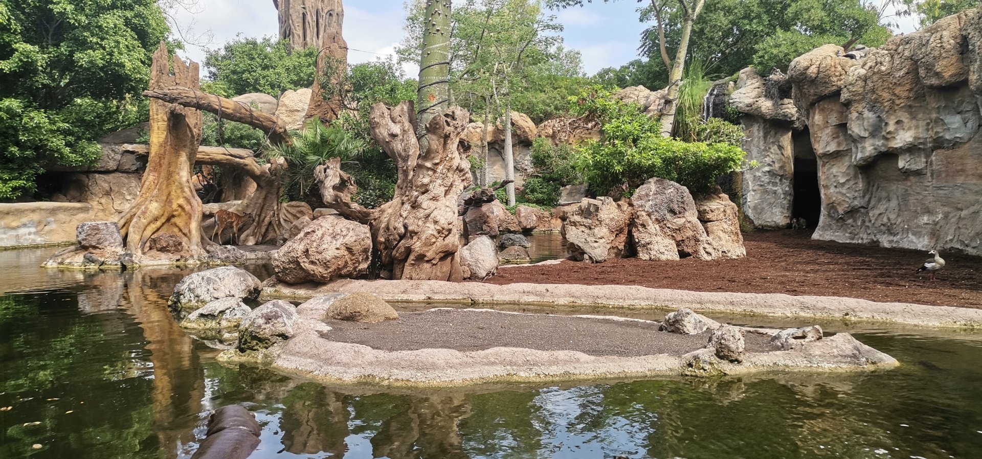 Sitatunga/Pygmy Hippo /Drill/Northern Talapolin exhibit