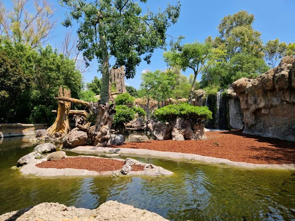 Sitatunga/Pygmy hippo/Drill/Talapolin exhibit