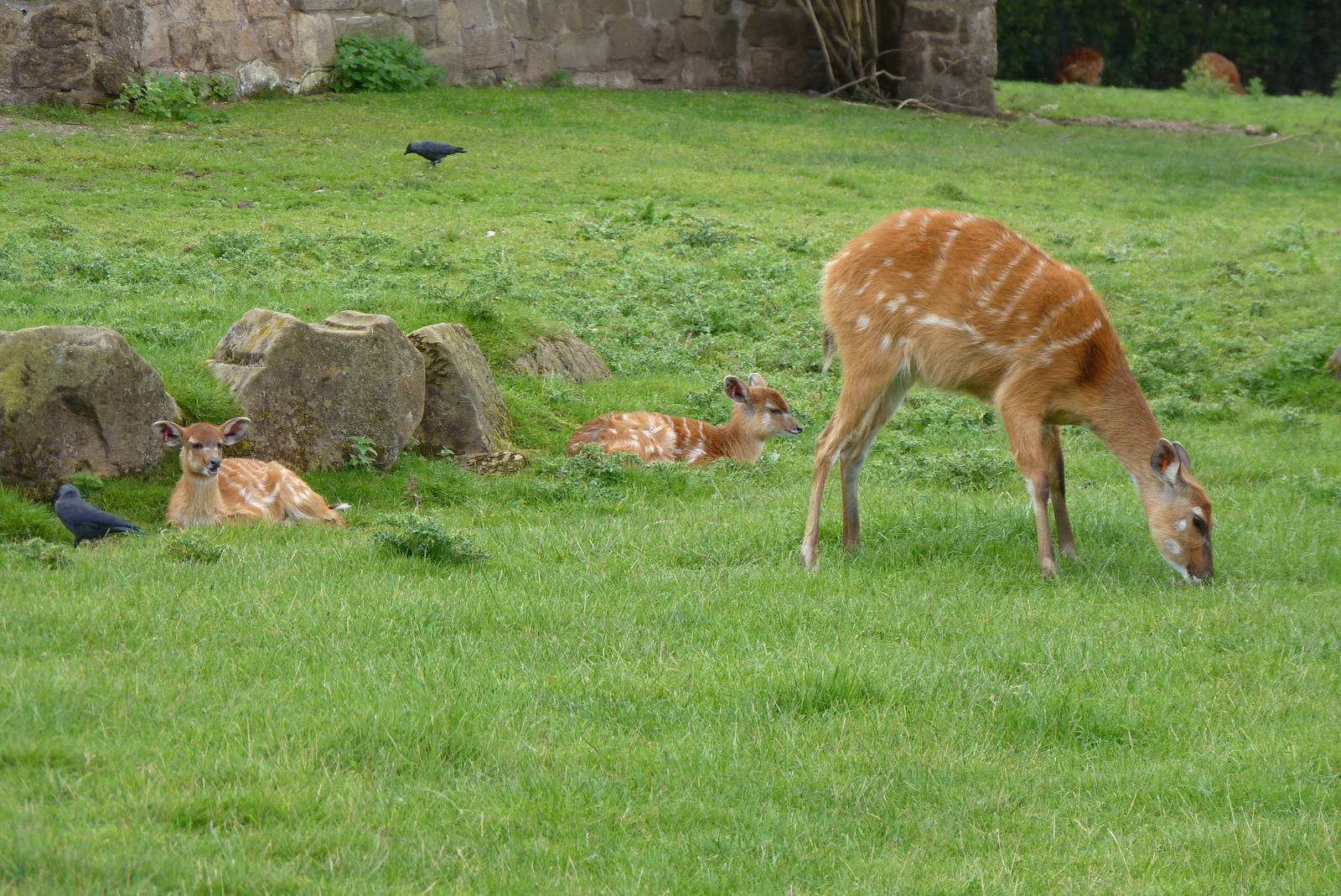 Sitatunga, September 2016