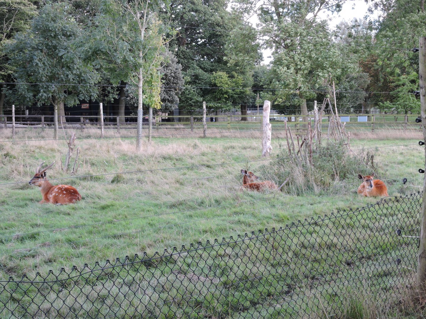 Sitatunga sharing Bongo paddock