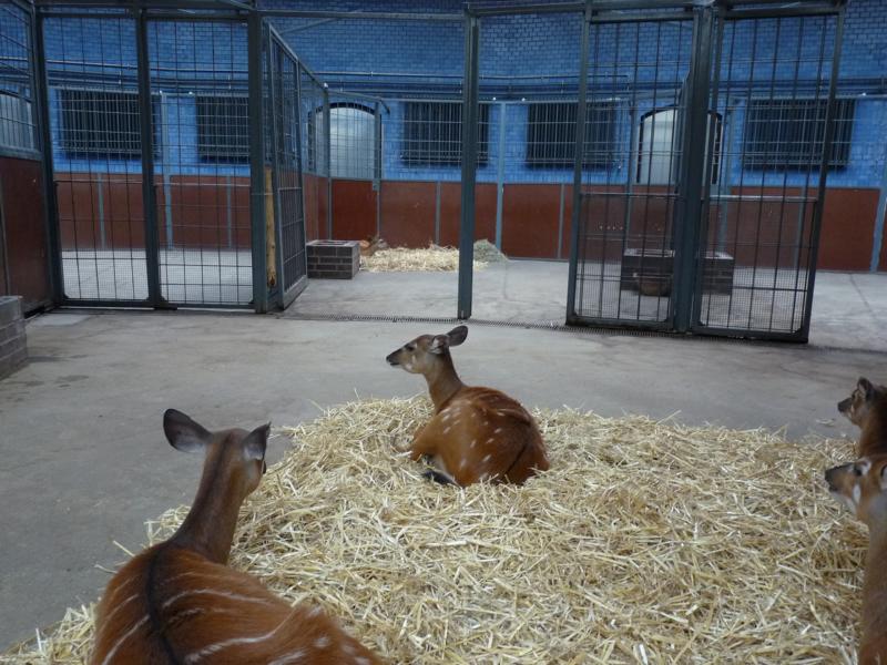 Sitatunga stable