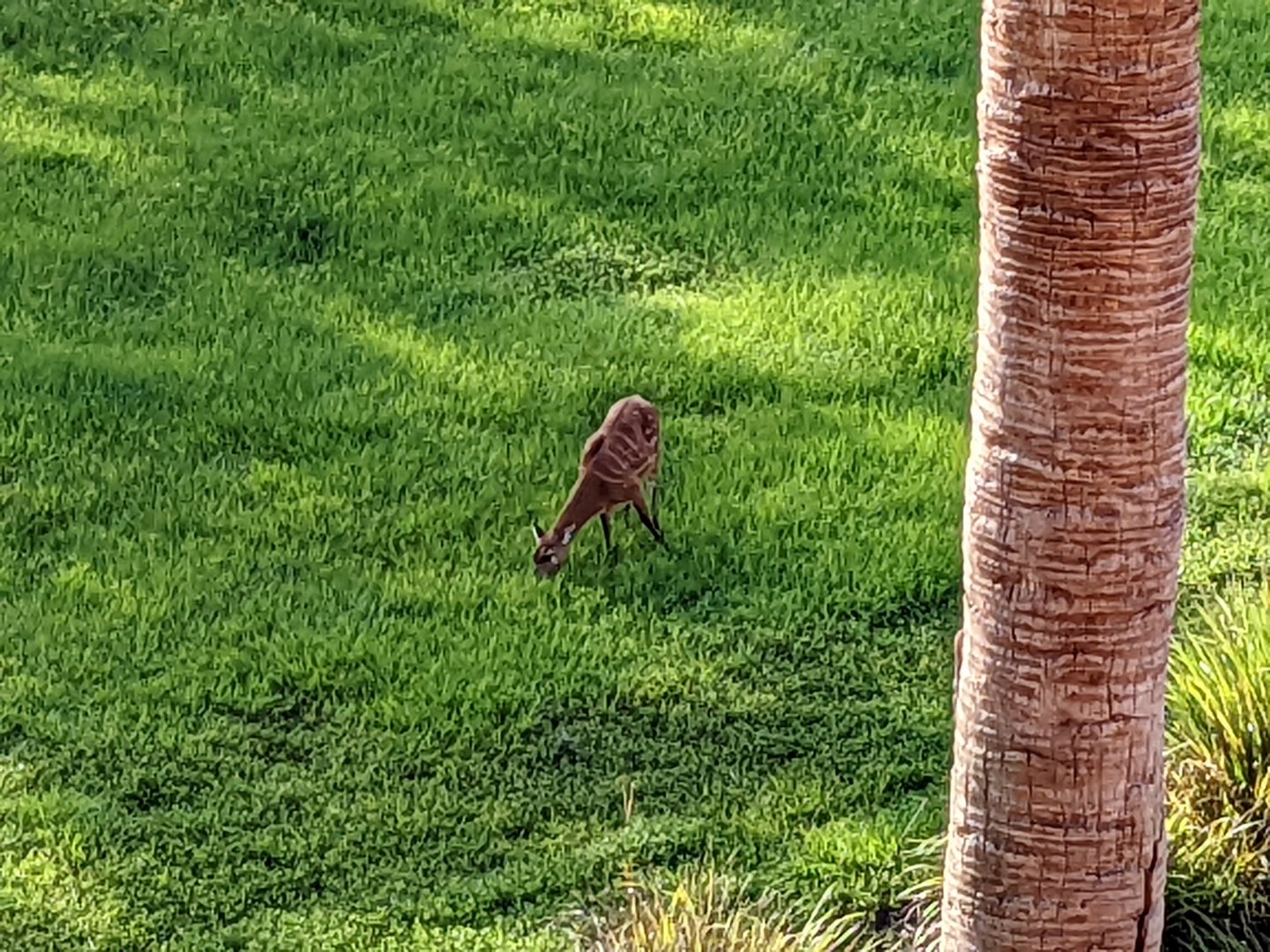 Sitatunga  - taken from Jambo house stairwell