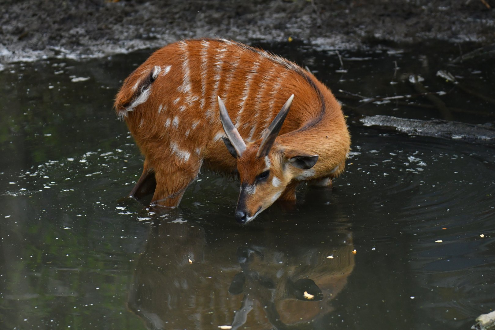 Sitatunga (Tragelaphus speikei)